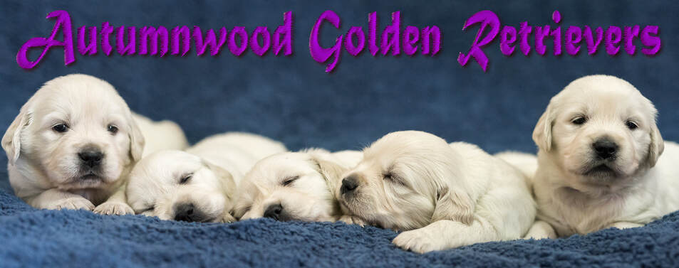 Autumnwood Golden Retrievers