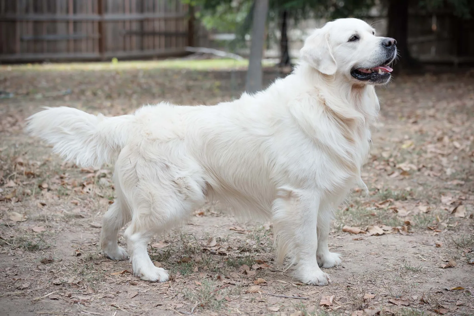 Dakota, one of our retired golden retrievers