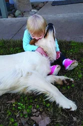 Lizzy, one of our goldens, getting a hug from a toddler