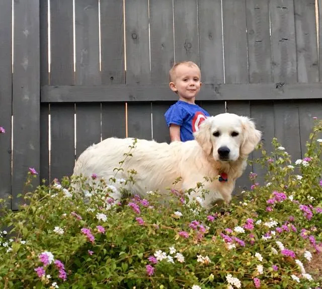 A golden retriever puppy with its new family
